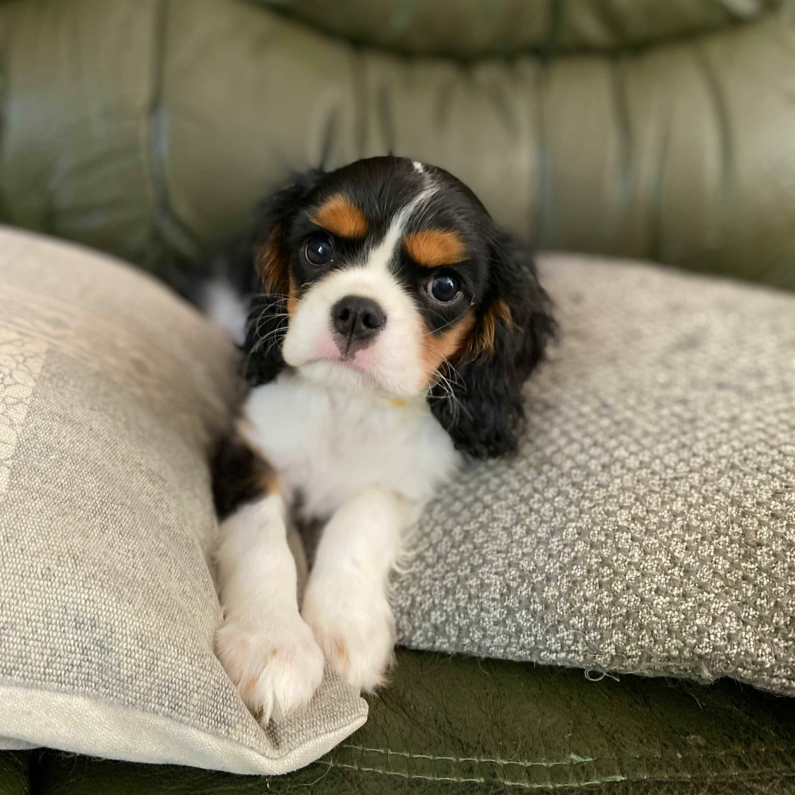 Chiot cavalier king charles tricolore
